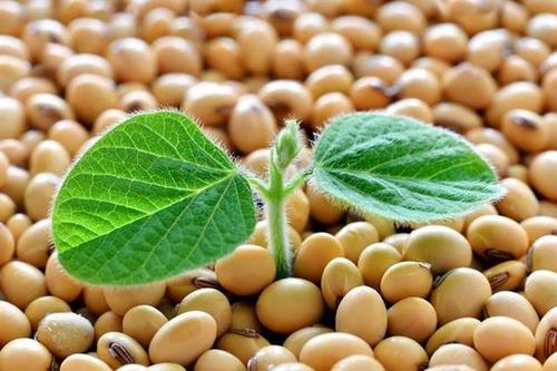 中国大豆及加工行业深度研究报告