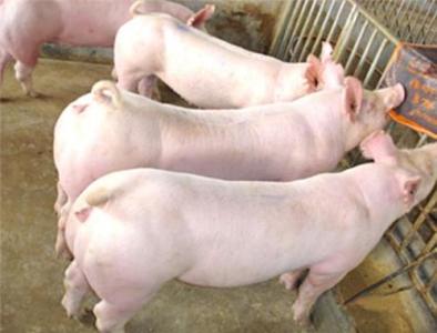 中国仔猪饲料市场研究专项报告