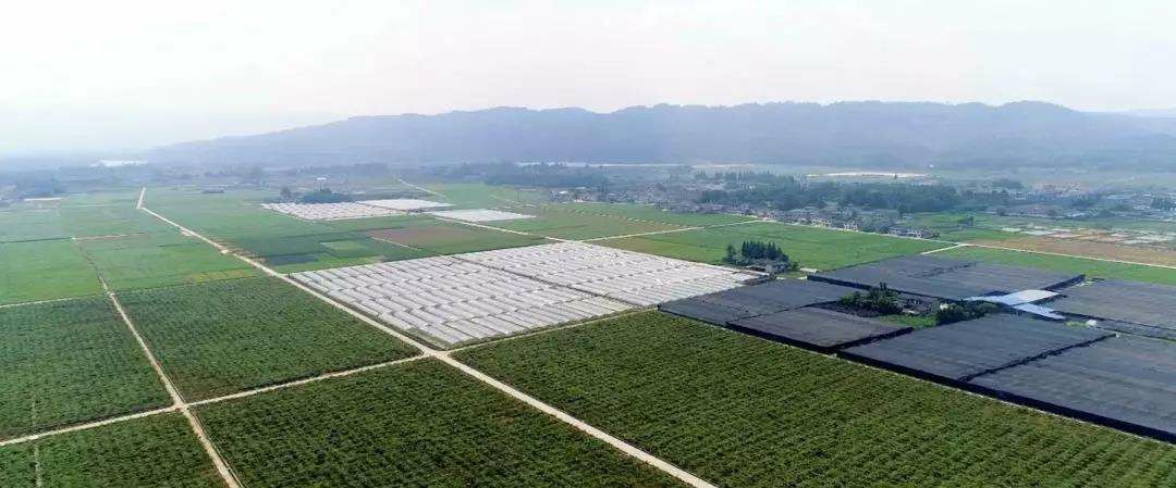 四川省阳平种牛场获评省级动物疫病净化场
